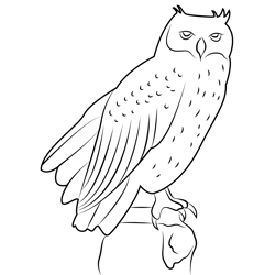 Sitting Owl Free Coloring Page for Kids