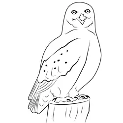 Snow Owl Free Coloring Page for Kids