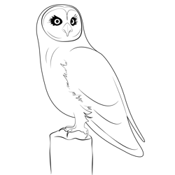 Wildlife Bird Owl Nature Free Coloring Page for Kids