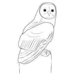 Young Owl Free Coloring Page for Kids