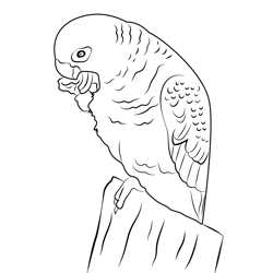 A Beautiful Parrot Eating Fruit Free Coloring Page for Kids