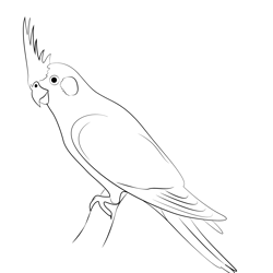 A Cute Cockatiel Free Coloring Page for Kids
