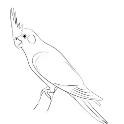 A Cute Cockatiel Free Coloring Page for Kids