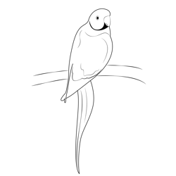 A Green Male Parrot Free Coloring Page for Kids