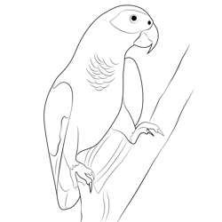 African Gray Parrot Free Coloring Page for Kids