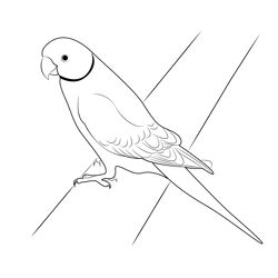 Alexandrine Parrot Free Coloring Page for Kids