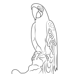 Australian King Parrot Free Coloring Page for Kids