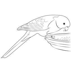 Australian Parrot Free Coloring Page for Kids