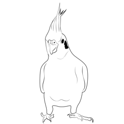 Beautiful And Attractive Cockatiel Free Coloring Page for Kids
