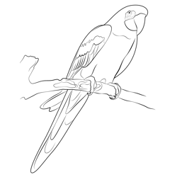 Beautiful Love Birds Free Coloring Page for Kids