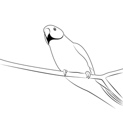 Beautiful Parrot On Tree Branch Free Coloring Page for Kids
