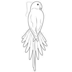 Beautifull Red Parrot Free Coloring Page for Kids