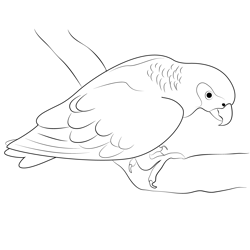 Black Parrot Free Coloring Page for Kids