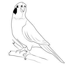 Blue Cockatiel Free Coloring Page for Kids