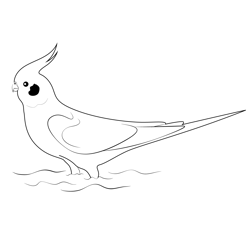 Cockatiel Bird In Nature Free Coloring Page for Kids