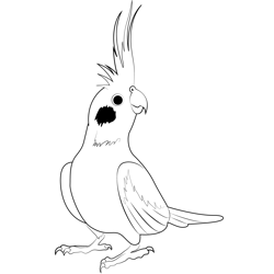 Cockatiel Bird Free Coloring Page for Kids
