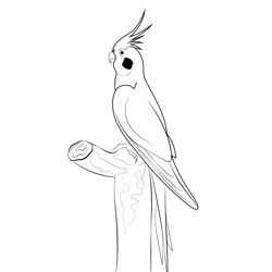 Cockatiel Pied Free Coloring Page for Kids