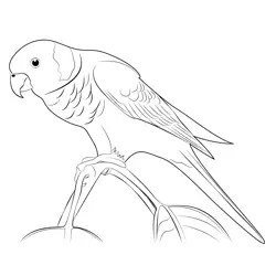 Colorful Rainbow Parrot Free Coloring Page for Kids