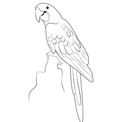 Cool Parrot Free Coloring Page for Kids