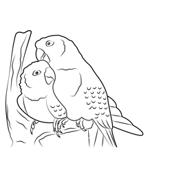 Cute Parrot Couple Free Coloring Page for Kids
