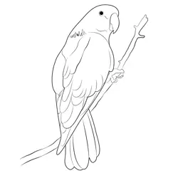 Eclectus Parrot Picture Free Coloring Page for Kids