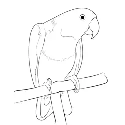 Eclectus Parrot Free Coloring Page for Kids