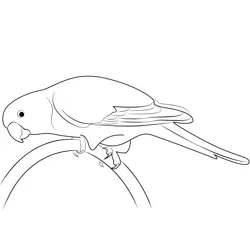 Female Eclectus Parrot Free Coloring Page for Kids
