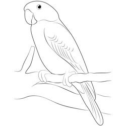 Green Parrot Free Coloring Page for Kids