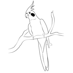 Grey Cockatiel Free Coloring Page for Kids