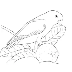Hanging On Tree Parrot Free Coloring Page for Kids