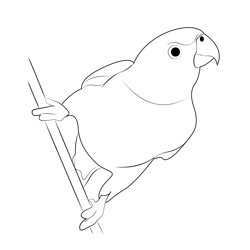 Hanging Parrots Free Coloring Page for Kids