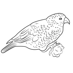Indian Green Parrot Free Coloring Page for Kids