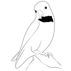 Indian Hanging Parrot Free Coloring Page for Kids