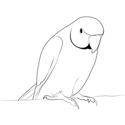 Indian Parakeet Free Coloring Page for Kids