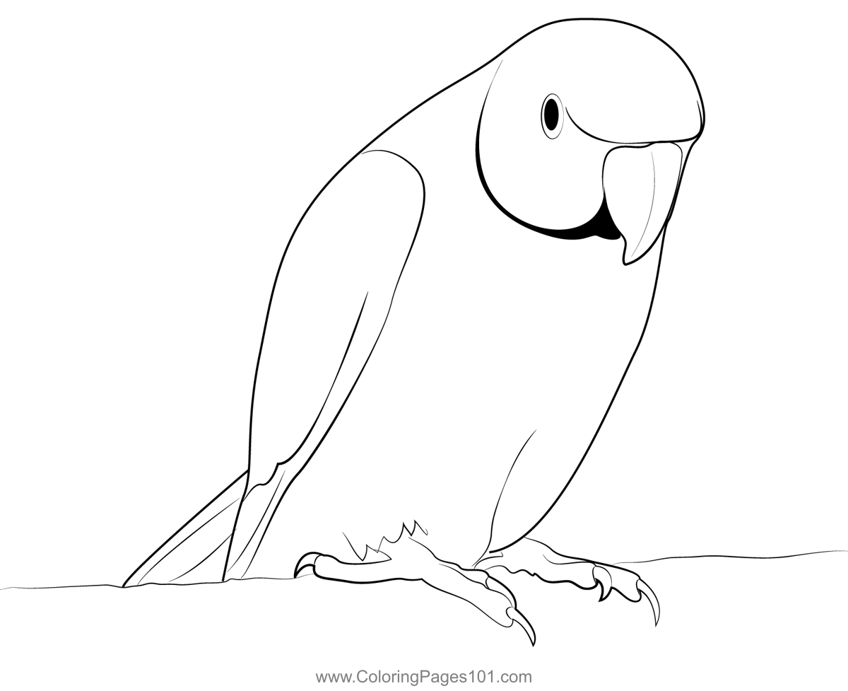 Indian Parakeet