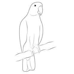 Indian Parrot Bird Free Coloring Page for Kids