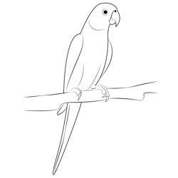 Indian Parrot Sitting On Tree Free Coloring Page for Kids