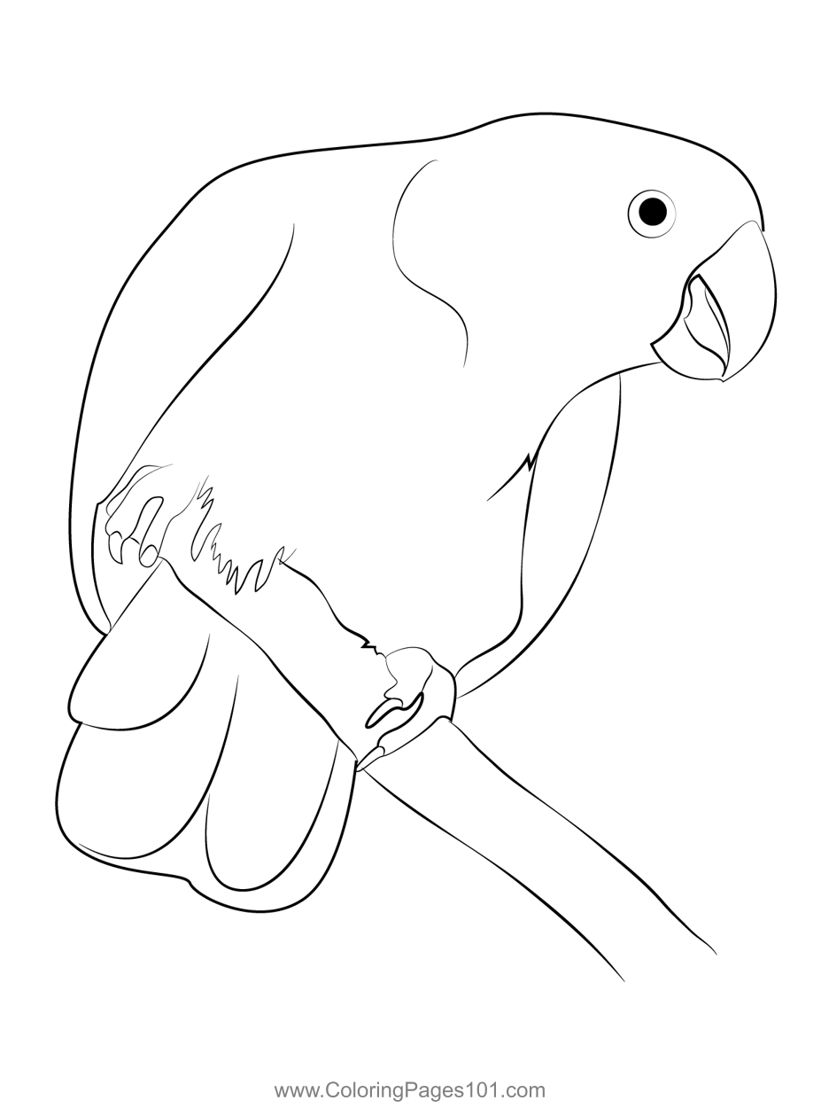Indian Parrot