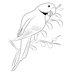 Indian Ring Neck Parrot Free Coloring Page for Kids