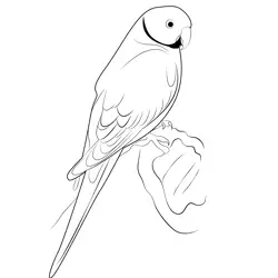 Indian Ringneck Parakeet Free Coloring Page for Kids