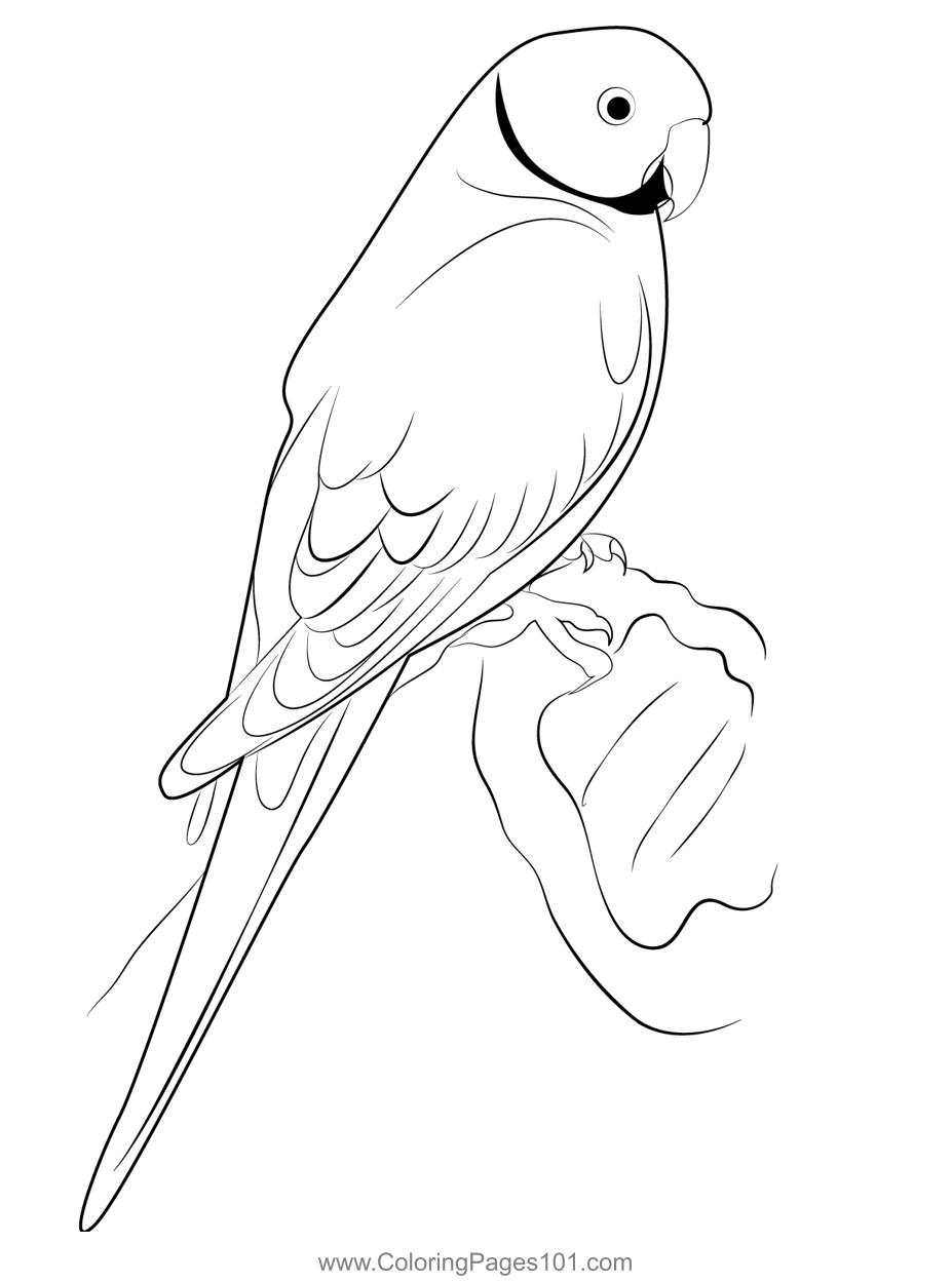 Indian Ringneck Parakeet Coloring Page for Kids - Free Parrots
