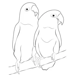 Love Birds 3 Free Coloring Page for Kids