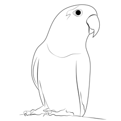 Love Birds 5 Free Coloring Page for Kids