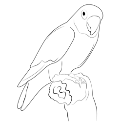 Love Birds 8 Free Coloring Page for Kids