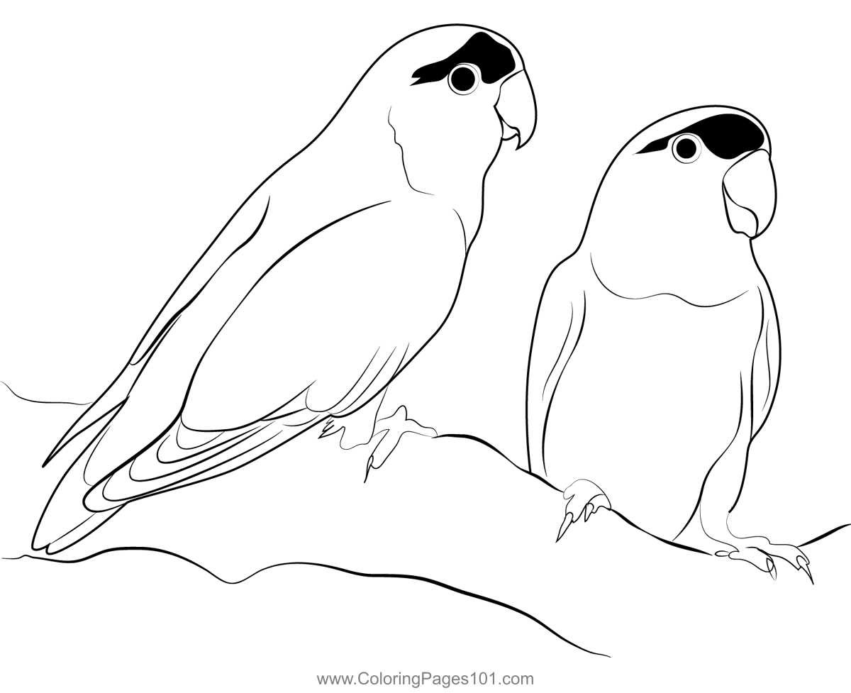 Love Birds Cute Coloring Page for Kids - Free Parrots Printable