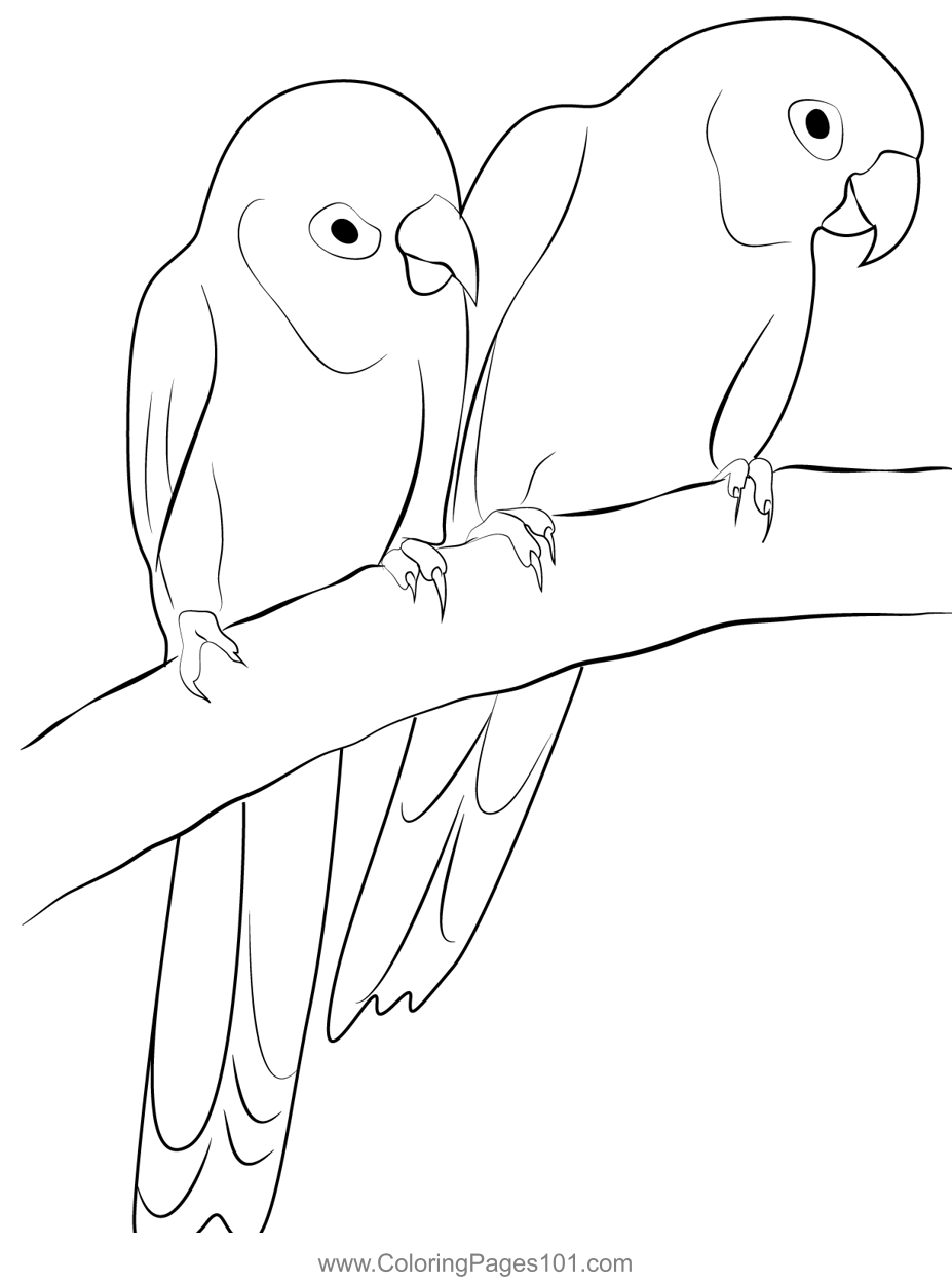 Love Birds Coloring Page for Kids - Free Parrots Printable Coloring ...