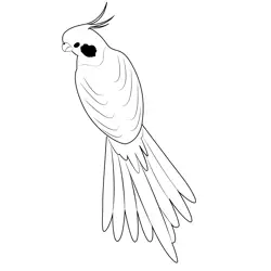 Male Cockatiel Free Coloring Page for Kids