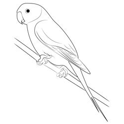 Male Parrot Free Coloring Page for Kids