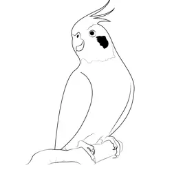 Normal Cockatiel Free Coloring Page for Kids