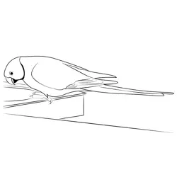 Parakeet Free Coloring Page for Kids